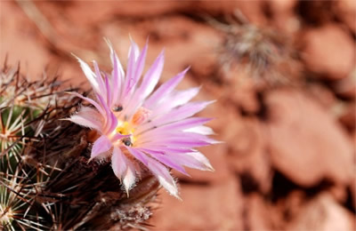 single desert cactus flower